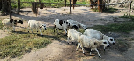 chèvres, brebis, route, Afrique