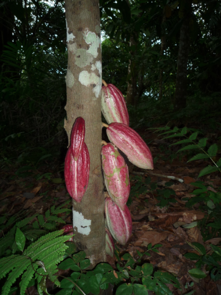 Cacao