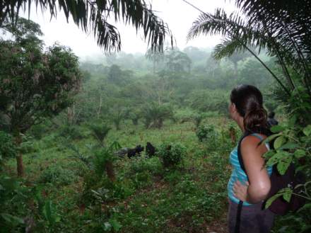 Jungle