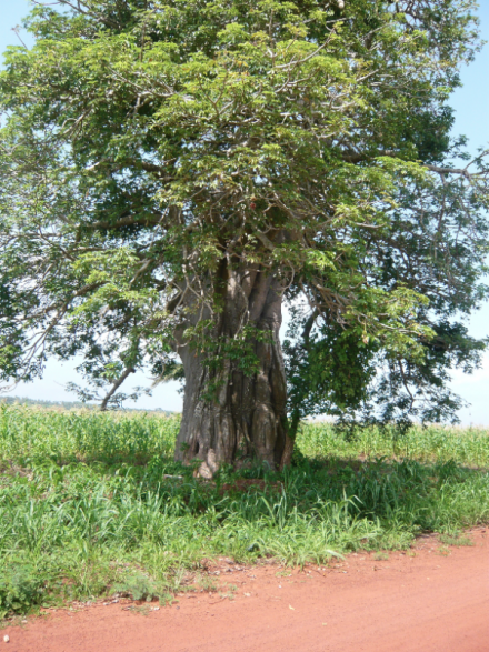 Baobab