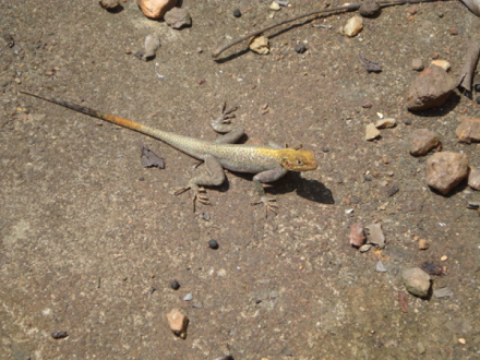 Margouillats