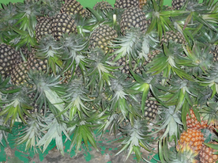 Stock d'ananas de la semaine